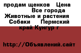 продам щенков › Цена ­ 15 000 - Все города Животные и растения » Собаки   . Пермский край,Кунгур г.